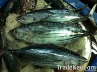 skipjacktuna