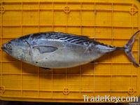 Bonito tuna