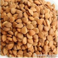 bitter apricot kerner
