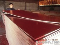 Shutting Plywood