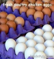 fresh chicken eggs