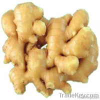 Ginger