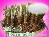 Horseradish Extracts