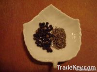 Black Pepper