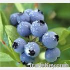 Bilberry extract