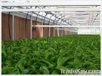 Colorful cooling pad greenhouse cooling equipment