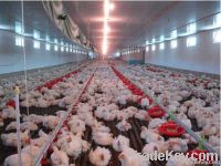 automatic chicken breeding feeders