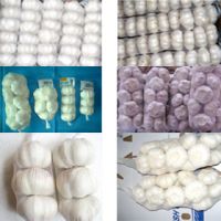 pure white garlic