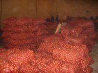 shallot