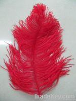 Real Ostrich Feather