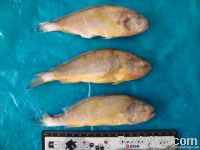 FROZEN CHINESE YELLOW CROAKER