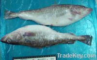Frozen/Ice Fresh Pacific Cod W