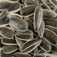 High Quality of Sunflower Seeds
