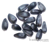 Oil Sunflower Seeds New Crops