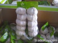 Fresh Garlic