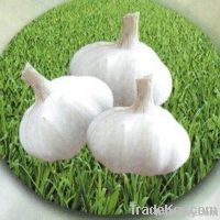 Normal White Fresh Garlic