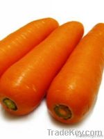 carrot