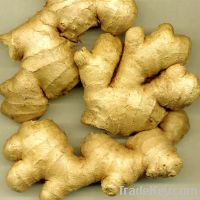 ginger