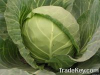 Cabbage
