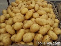 potato
