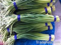 Fresh Garlic Bolts