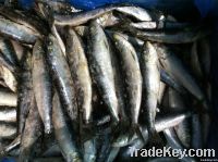 Sardine