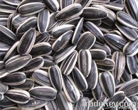New Crop Sunflower Seeds Suppliers | Sunflower Seed Exporters, | Sunflower Black Seed  | Striped Black Seed | Flowers Seed | Sunflower Kernels