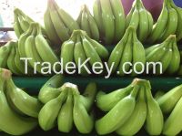 BANANAS From Ecuador