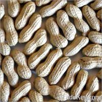 Groundnuts &amp; Peanuts