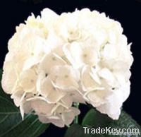 White hydrangea