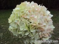 https://cn.tradekey.com/product_view/Antique-Hydrangeas-2037187.html