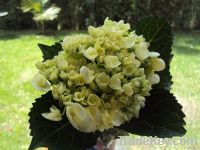 Mini green hydrangeas