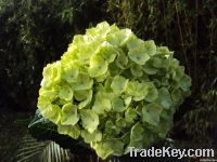 Green Native Hydrangea