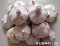red garlic