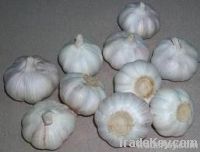 noramal white garlic