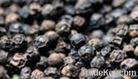 Black Pepper