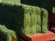 Alfalfa