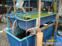 Learn Aquaponics