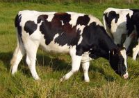 Highly Pregnant Dutch Holstein Heifers Cows/holstein Heifers / Friesian Cattle