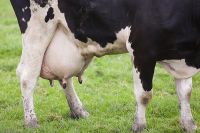 Highly Pregnant Dutch Holstein Heifers Cows/holstein Heifers / Friesian Cattle