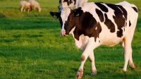 Highly Pregnant Dutch Holstein Heifers Cows/holstein Heifers / Friesian Cattle