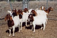 Pure Breed Live Boer Goats / 100% Full Blood Boer Goats, / Live Sheep, Cattle, Lambs And Alive Cows