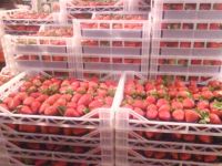 Fresh Strawberry