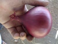 Red Onion