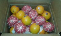 Navel Orange