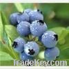 Bilberry Extract