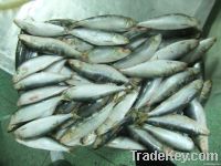 sardine