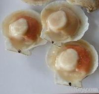 Frozen Half Shell Sea Scallop