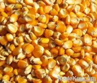 Maize | Maize Exporter | Corn Grain Seller | Maize Buyer | Bulk Maize Grain Importer | Corn bean Buyer | Corn bean Wholesaler | Corn Grain Manufacturer | Best Quality Corn Grain | Cheap Maize Supplier | Low Price Corn | Yellow Corn | White Cron | Baby Mai