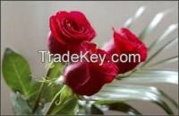fresh cut flower 